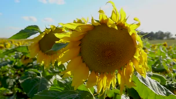 Sunflower Closeup Sunny Windy Day Slow Motion — Stockvideo
