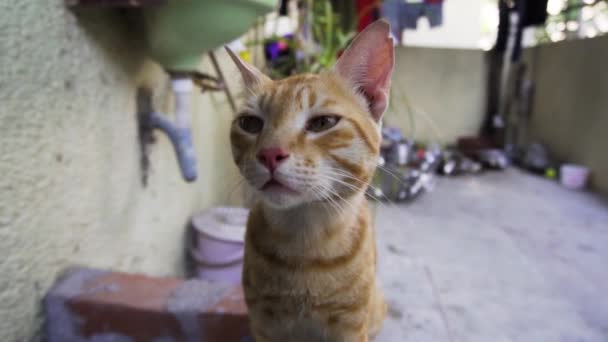 Indian Billi Breed Also Known Indian Common Cat — Video