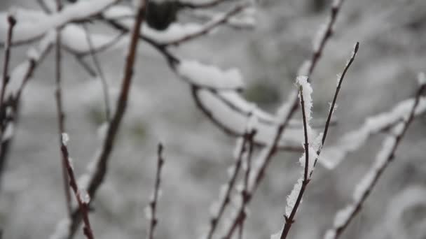 Snowing Tree Branches Cold Weather — Stockvideo