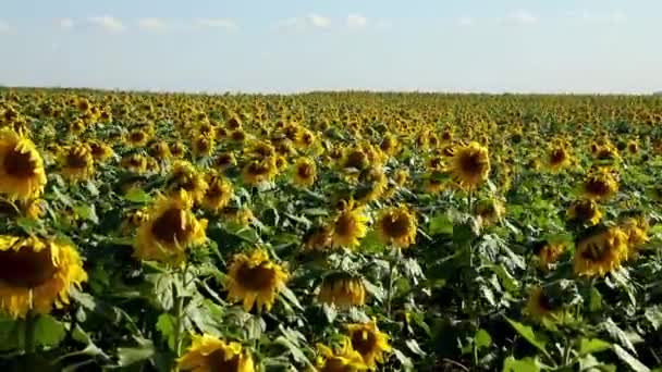 Panoramic Sunflower Plantation Sunny Windy Day — Αρχείο Βίντεο