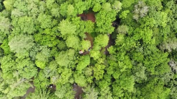 Κατασκηνώσεις Δάσος Ποταμού Εναέρια Drone Topdown — Αρχείο Βίντεο