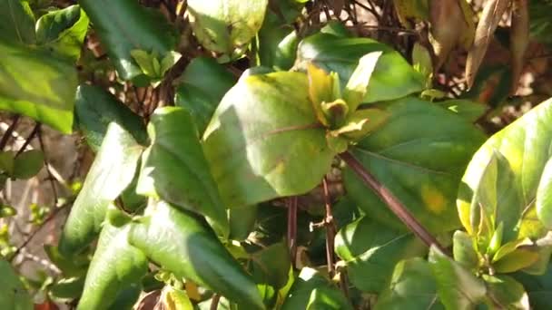 Tilt Camera Green Plant Leaves — Αρχείο Βίντεο