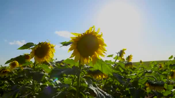 Соняшник Крупним Планом Сонячний Вітряний День Повільному Русі — стокове відео