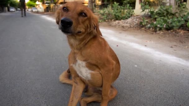 Anak Muda Berjalan Sendirian Jalan Yang Kosong Hanya Satu Anjing — Stok Video