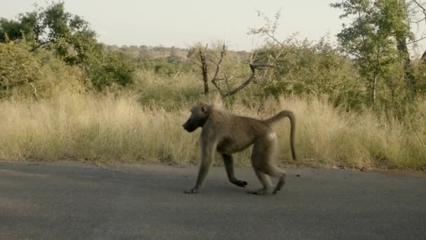 Baboon Monkey Walking Asphalt Road Kruger National Park South Africa — стоковое видео