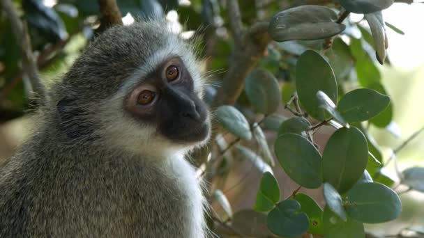 Vervet Monkey Looking Camera Full Frame Close Slow Motion African — Stockvideo