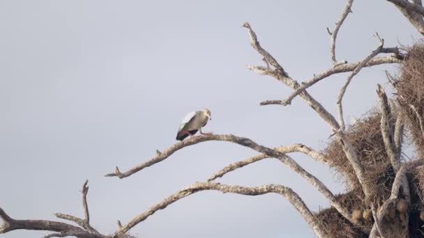 Cape Gannet Bird Brunch Nest Flying Away Animal Natural Habitat — ストック動画