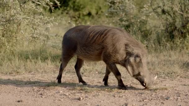 Warthog Wild Pig Looking Food Ground Close Full Frame Slow — стоковое видео