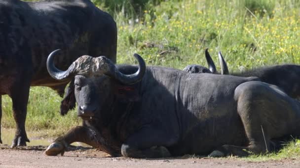 Slow Motion African Cape Buffalo Laying Dusty Road Looking Camera — ストック動画