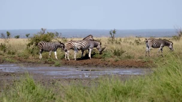 Burshells Zebra Herd Protected Ecosystem Animals Kruger National Park South — Stock Video