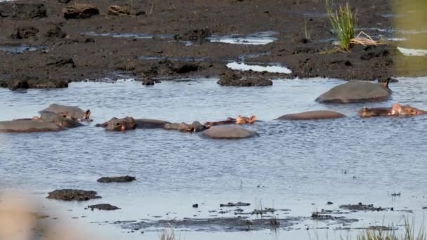 Hippopotamus Herd Relaxing Fresh River Water African Animal Natural Habitat — Stockvideo