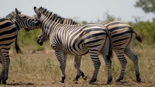 Zebra Family Observes Surrounding Hugging Behavior Predators African Animals Natural — Stockvideo