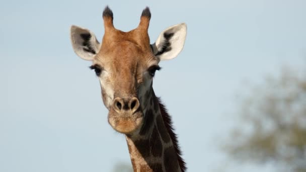 Close Giraffe Head Full Frame Slow Motion African Animal Natural — стокове відео