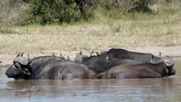 African Cape Buffalo Herd Birds Back Cooling River Water Wild — Stockvideo