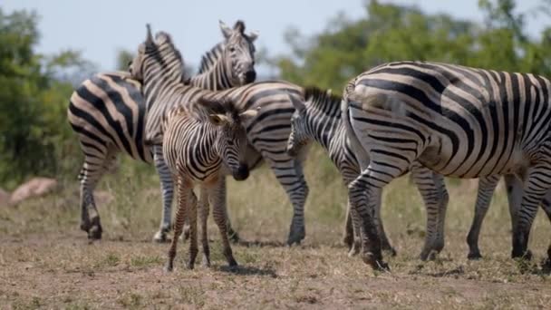 Slow Motion Young Zebra Her Family Pasture African Savanna Free — Stockvideo