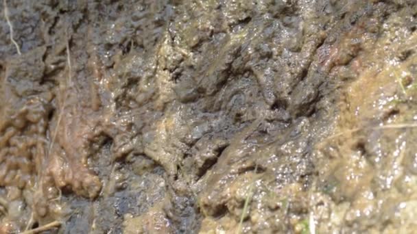 Rock Formation Rain Drops Close Shot — Stockvideo