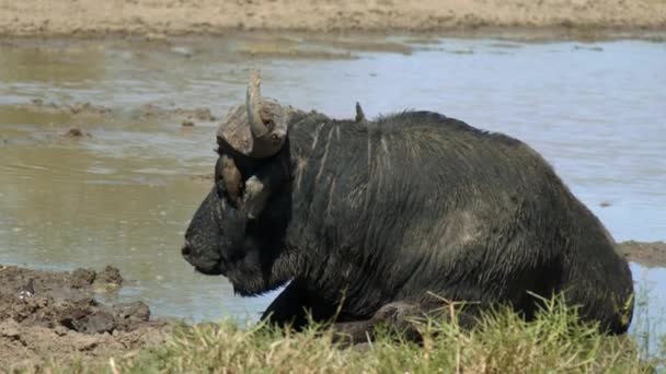 Old Cape Buffalo Birds Head Cooling Pond Mud Close Slow — Vídeo de stock