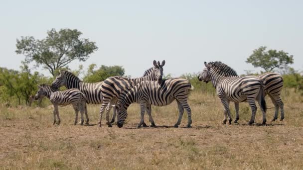 Zebra Herd Meadow African Savanna Full Frame Slow Motion Animals — стоковое видео