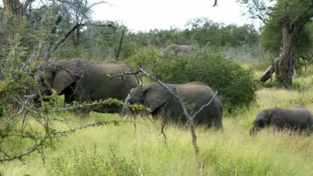 Elephant Family Serenity Nature Preserve Full Frame Slow Motion — Video