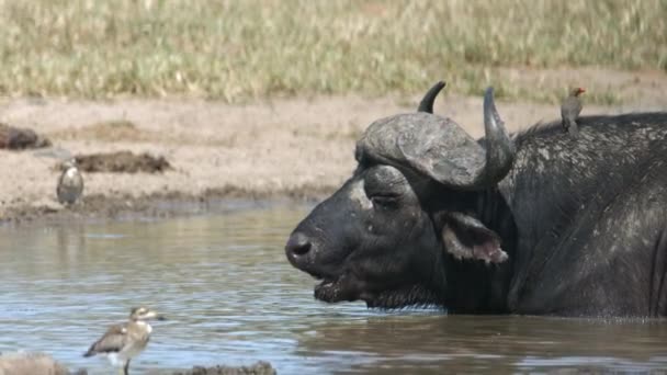 African Animals Harmony Cape Buffalo Birds Water Chilling Hot Day — Αρχείο Βίντεο