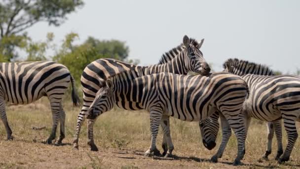 Güney Afrika Daki Kruger Ulusal Parkı Nda Burshell Zebralarının Yavaş — Stok video