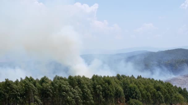 Dikke Rook Boven Het Bos Bushfire Fumes Dangeours Fire Afrikaanse — Stockvideo