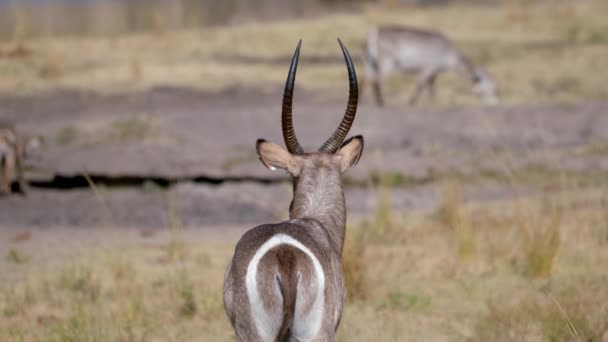 Back Reedbuck Male Antelope Long Horns Standing Pasture African Savanna — Video Stock