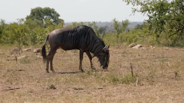 Lonely Wildebeest Eating Grass African Savanna Wild African Animal Natural — Stok video