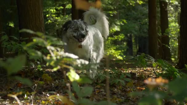 Australia Shepherd Dog Smelling Exploring Forest Walking — Stock Video