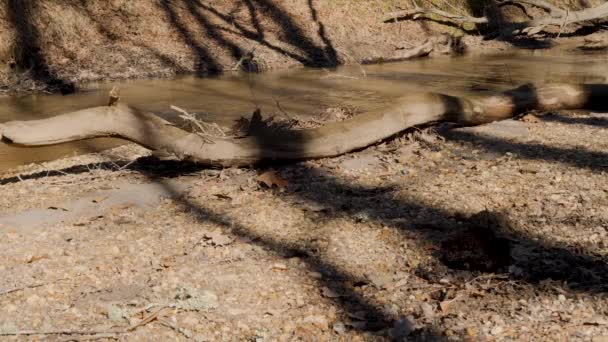 Murky River Creek Flowing Slow Motion — Vídeo de stock