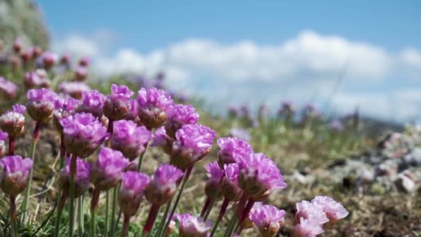 Close Pink Flowers Blowing Wind Blue Sky — Vídeo de Stock