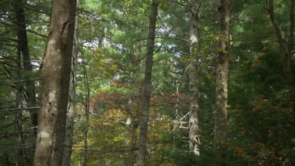 Sunlit Forest Tilt Ground Reveal — Video Stock