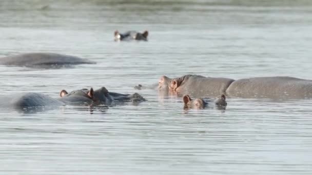 Hippo Natural Habitat African Animal Cooling River Water Hot Day — Stock Video