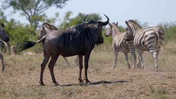 Wildebeest Watching Burchells Zebra Herd Running African Savanna Full Frame — Vídeos de Stock