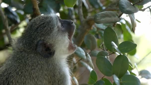 Close Vervet Monkey Yawning Shade Tree Full Frame Slow Motion — Stockvideo