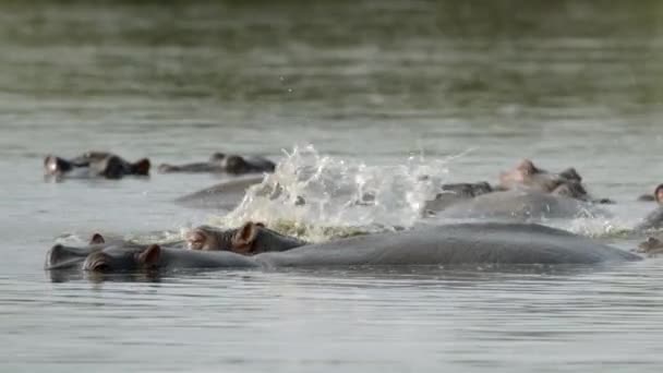 Slow Motion Hippo Spaying River Water While Relaxing Herd Close — Stock video