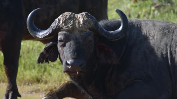 Black African Buffalo Close Slow Motion Animal Laying Dusty Road — Vídeo de Stock