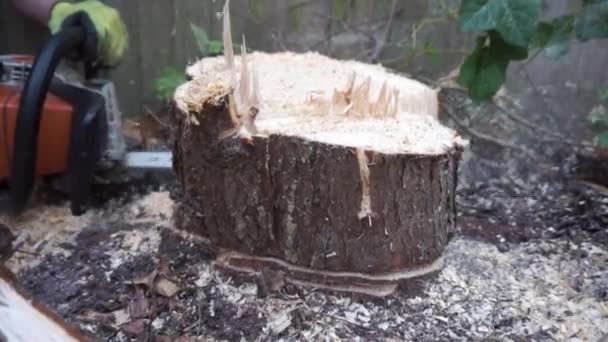 Chainsawing Tree Stump Branded Chainsaw — Videoclip de stoc