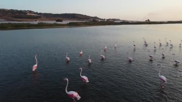 Piękne Różowe Flamingi Dzikiej Przyrodzie — Wideo stockowe