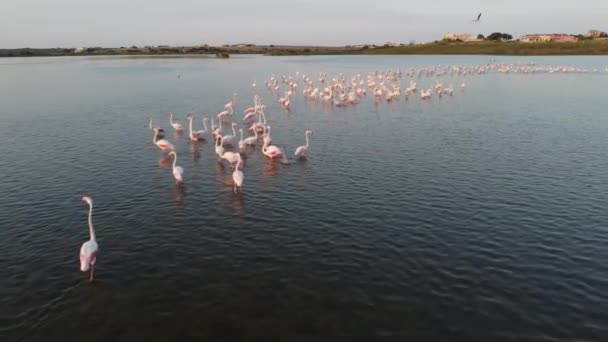 Beautiful Pink Flamingos Wild Nature — Video