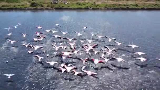 Beautiful Pink Flamingos Wild Nature — стоковое видео
