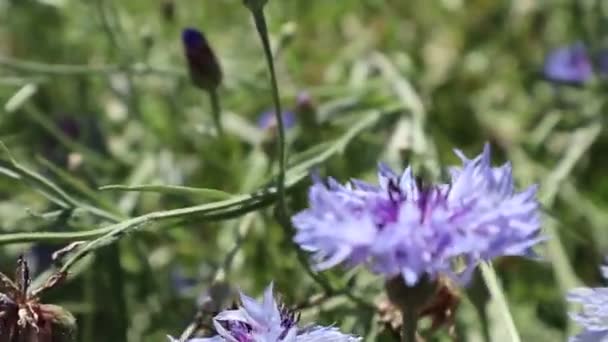 Viento Soplando Una Flor Azul — Vídeos de Stock