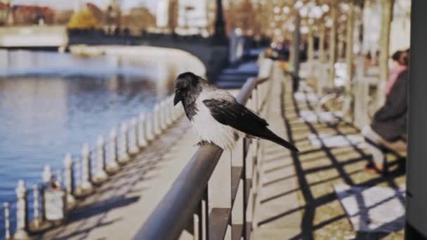 Pájaro Urraca Parado Barandilla Junto Río Ciudad Dando Vuelta Volando — Vídeos de Stock