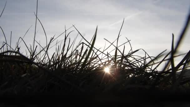 Закрыть Холодное Осеннее Солнце Свет Сияющий Через Дикую Траву Поля — стоковое видео