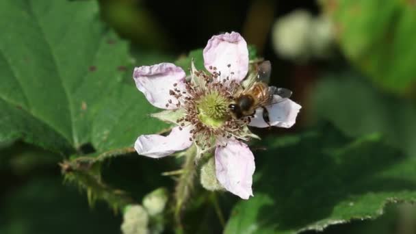 Honey Bee Apis Mellifera Bramble Flower Staffordshire British Isles — Vídeo de Stock