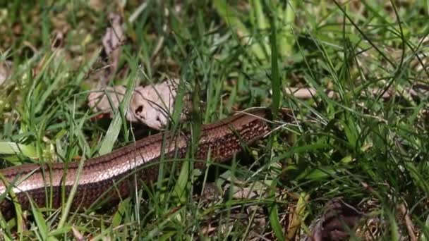 Slow Worm Anguis Fragalis Close Adult Moving Grass Staffordshire British — ストック動画