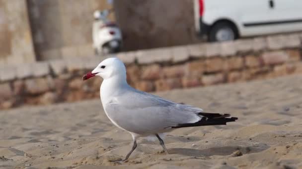 Close Shot Walking Seagull Outdoor Sandy Beach Sunny Windy Day — Stockvideo
