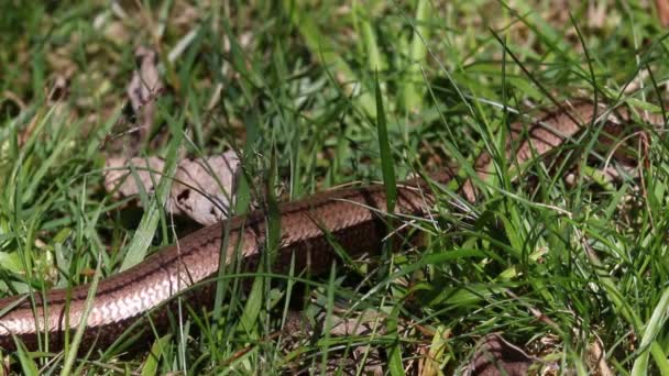 Slow Worm Anguis Fragalis Adult Moving Grass Staffordshire British Isles — Video