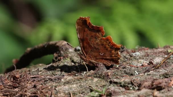 Virgül Kelebeği Polygonia Albümü Düşen Ağaç Gövdesinde Bitki Özüyle Beslenen — Stok video