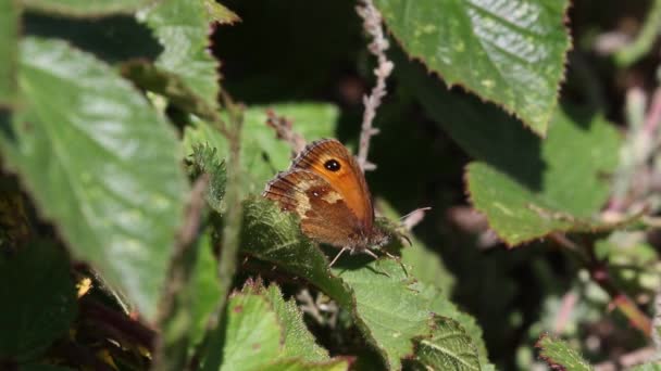 Gatekeeper Pyronia Tithonus Single Butterfly Resting Amongst Bramble Leaves Staffordshire — 비디오
